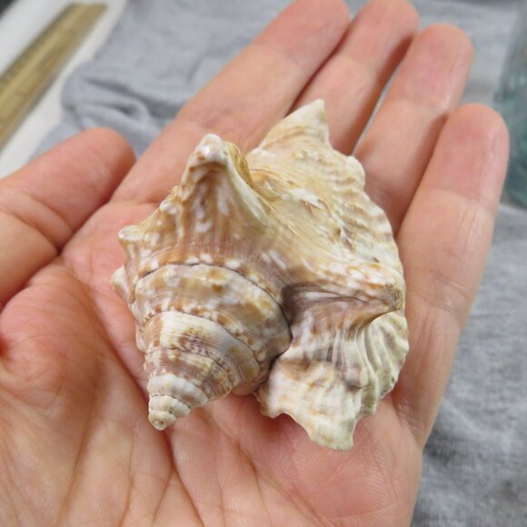 REAL Sea Shells in a Glass Square Vase and sand #2 - Picture 9 of 10